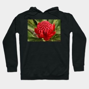 Waratah flame Hoodie